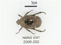 東方白點花金龜藏品圖，第1張