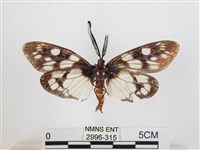 蓬萊茶斑蛾藏品圖，第2張