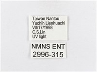 蓬萊茶斑蛾藏品圖，第3張