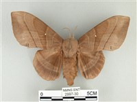 松大毛蟲藏品圖，第1張