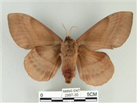 松大毛蟲藏品圖，第2張