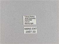 松大毛蟲藏品圖，第3張