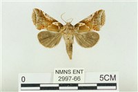 寬帶波紋蛾藏品圖，第1張