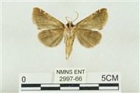 寬帶波紋蛾藏品圖，第2張