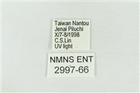 寬帶波紋蛾藏品圖，第3張