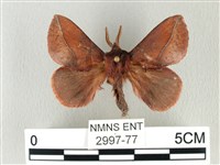 棕斜帶枯葉蛾藏品圖，第1張