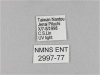 棕斜帶枯葉蛾藏品圖，第3張