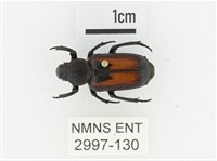 臺灣跗花金龜藏品圖，第1張