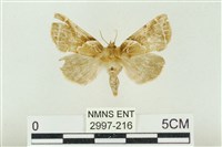 寬帶波紋蛾藏品圖，第1張