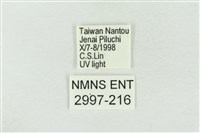 寬帶波紋蛾藏品圖，第3張