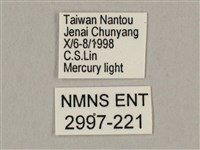 棕綠背線天蛾藏品圖，第3張