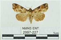 粉紅帶散紋夜蛾藏品圖，第1張