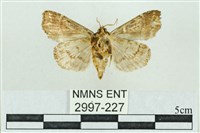 粉紅帶散紋夜蛾藏品圖，第2張