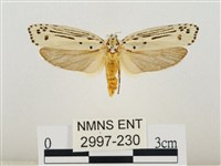 線紋篩蛾藏品圖，第1張