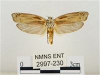 線紋篩蛾藏品圖，第2張