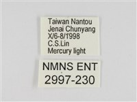 線紋篩蛾藏品圖，第3張