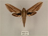 棕綠背線天蛾藏品圖，第1張