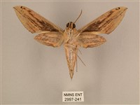 棕綠背線天蛾藏品圖，第2張