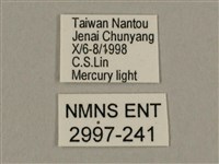 棕綠背線天蛾藏品圖，第3張