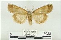 臺洒波紋蛾藏品圖，第2張