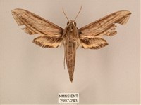 棕綠背線天蛾藏品圖，第1張