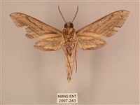 棕綠背線天蛾藏品圖，第2張