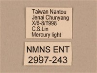 棕綠背線天蛾藏品圖，第3張