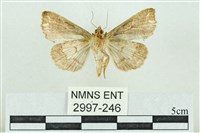 粉紅帶散紋夜蛾藏品圖，第2張