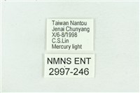 粉紅帶散紋夜蛾藏品圖，第3張