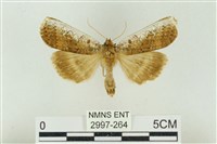 臺洒波紋蛾藏品圖，第1張