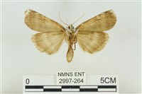 臺洒波紋蛾藏品圖，第2張