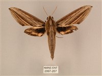 棕綠背線天蛾藏品圖，第1張