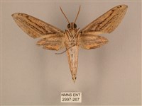 棕綠背線天蛾藏品圖，第2張