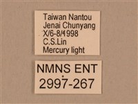 棕綠背線天蛾藏品圖，第3張