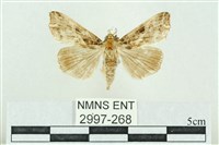 粉紅帶散紋夜蛾藏品圖，第1張