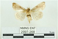 粉紅帶散紋夜蛾藏品圖，第2張