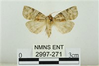 遠藤氏波紋蛾藏品圖，第1張