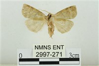 遠藤氏波紋蛾藏品圖，第2張