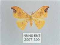 銀斑黃鉤蛾藏品圖，第1張