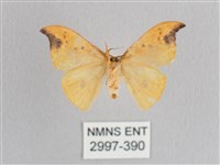 銀斑黃鉤蛾藏品圖，第2張