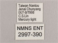 銀斑黃鉤蛾藏品圖，第3張