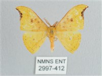 彎黑黃鉤蛾藏品圖，第1張