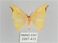 彎黑黃鉤蛾藏品圖，第2張