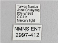 彎黑黃鉤蛾藏品圖，第3張