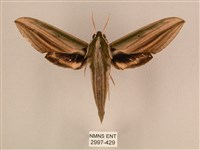 棕綠背線天蛾藏品圖，第1張