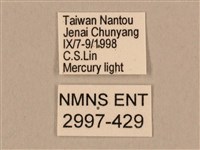 棕綠背線天蛾藏品圖，第3張