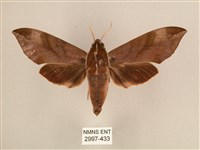 背中白天蛾藏品圖，第1張