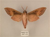 背中白天蛾藏品圖，第2張