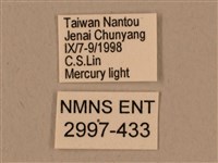 背中白天蛾藏品圖，第3張