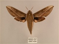 背線天蛾藏品圖，第1張